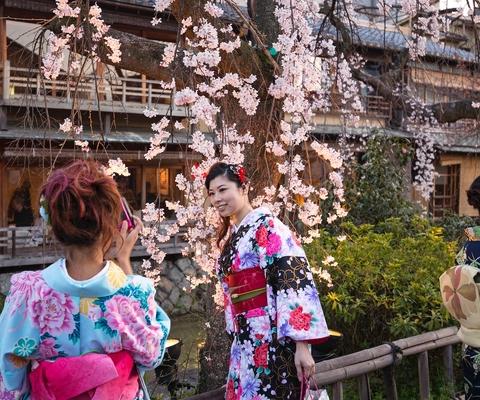 InsideJapan_Kyoto_cherry_blossom.jpg