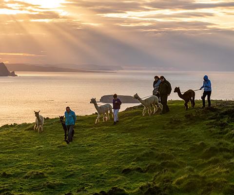 Join Wild Alpaca Way for a walk along Malin Head in County Donegal (Credit: Gareth Wray)