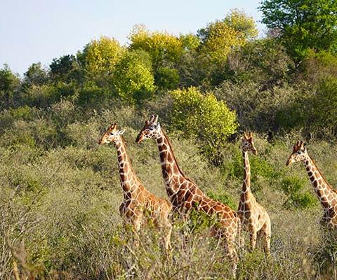 Giraffes are just some of the wildlife living in the Suyian Conservancy in north-western Laikipia, where &Beyond will open in 2025
