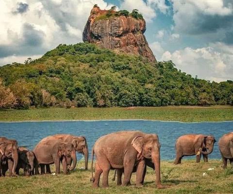 Elephants