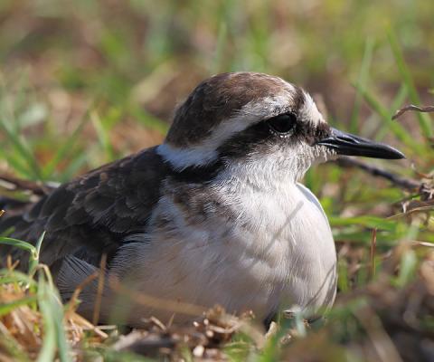 St Helena
