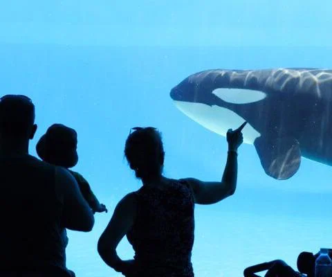 orca_killer_whale_cetacean_iStock-157185206.jpg