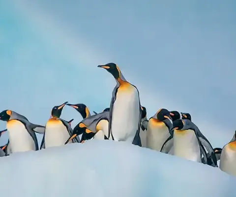 Silversea offers expedition cruises to Antarctica