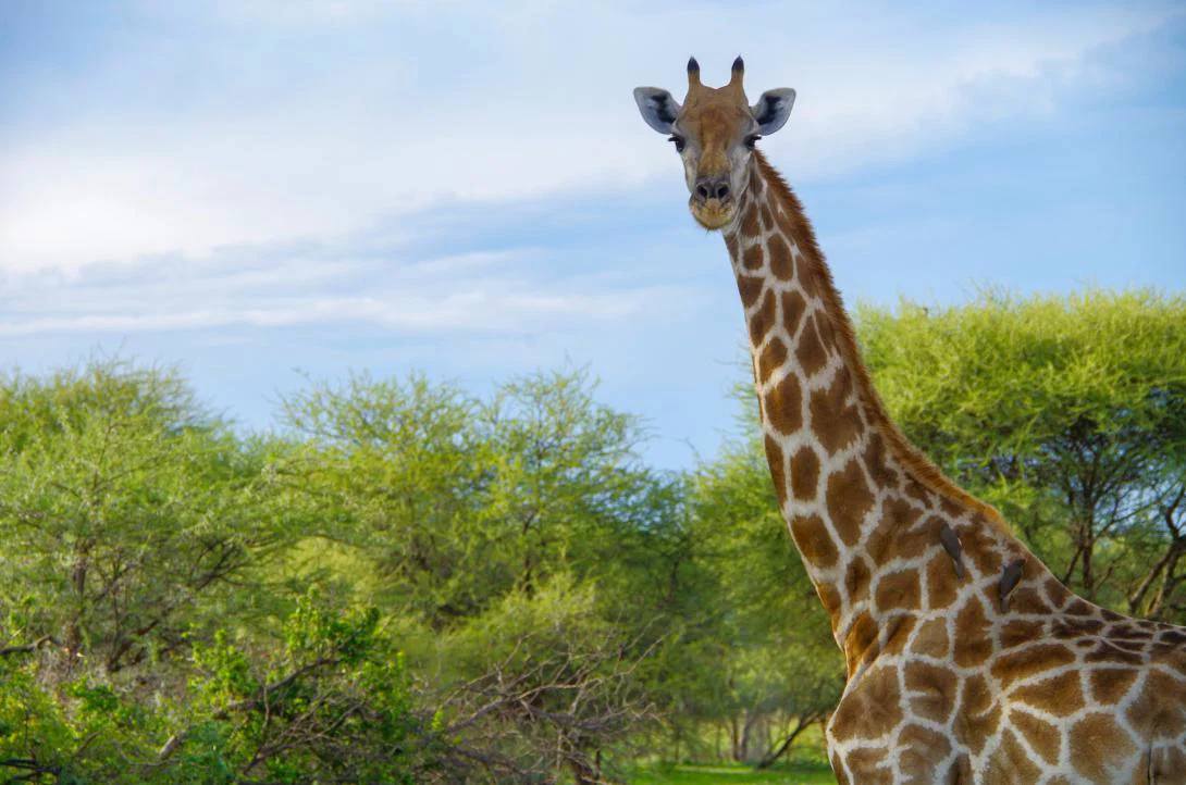 Giraffes in Namibia Giraffes in Namibia
