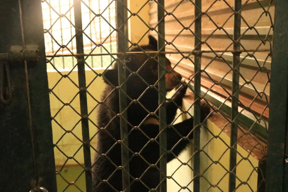 Little Mac was rescued from a circus in Vietnam Little Mac was rescued from a circus in Vietnam