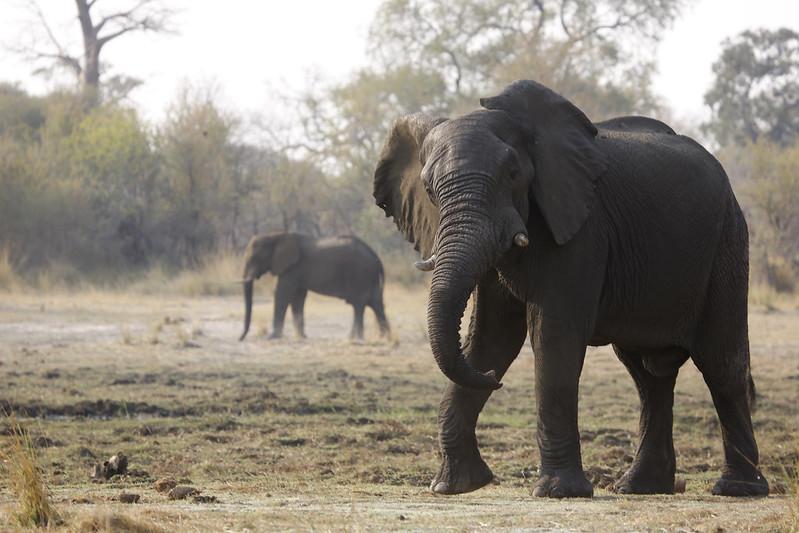 African elephant