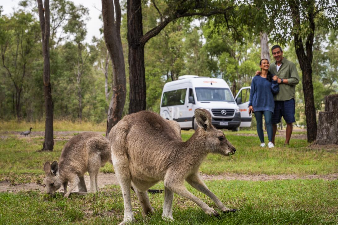 Kangaroos on grass with people and caravan in the background