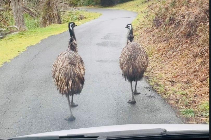 Emus crossing road Emus crossing road Tower Hill Wildlife Reserve