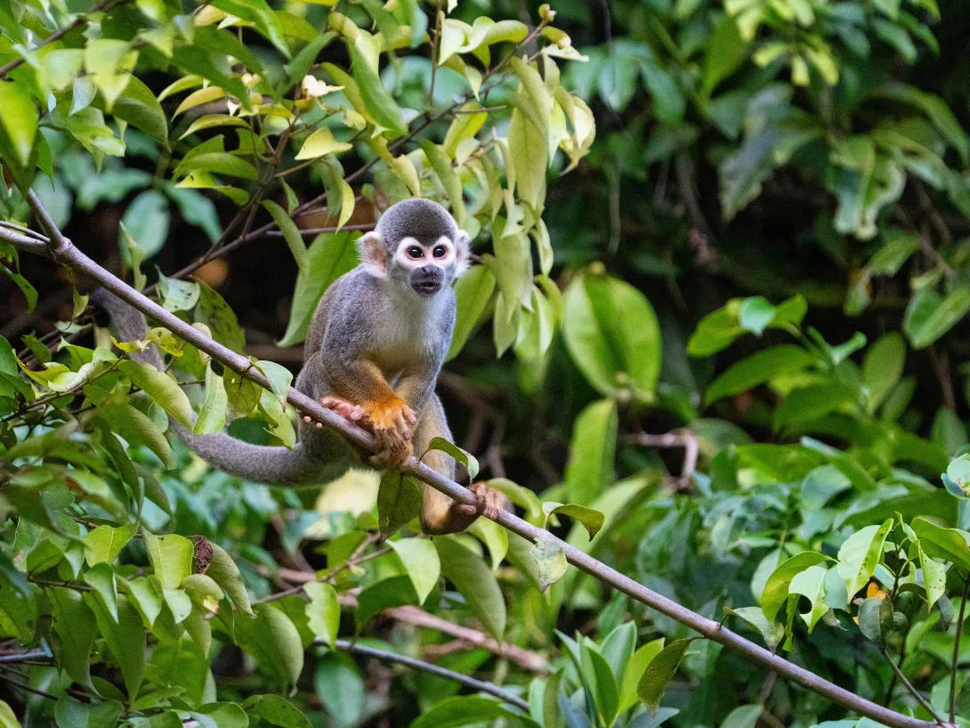 Monkey in the Amazon Monkey in the Amazon