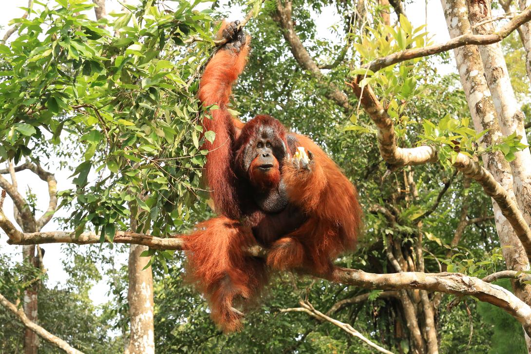 Orangutan in Sarawak Orangutan in Sarawak
