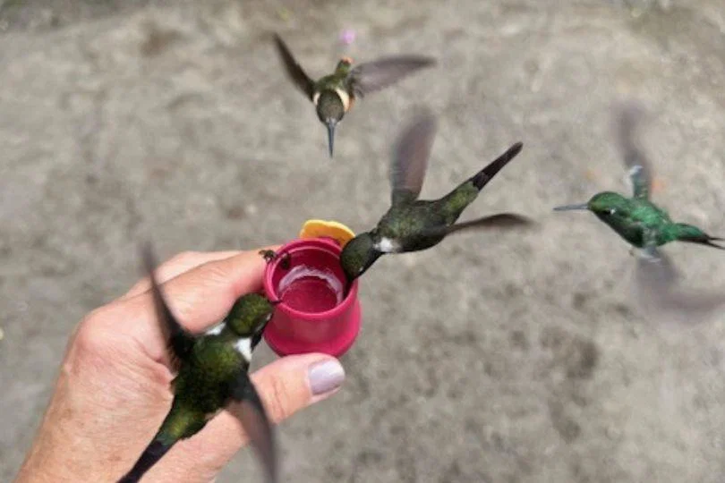 Feeding hummingbirds in Mindo Feeding hummingbirds in Mindo