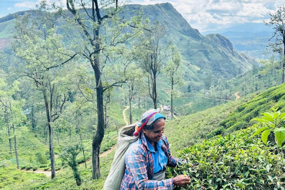 Tea picker at Nuwara Eliya Tea picker at Nuwara Eliya