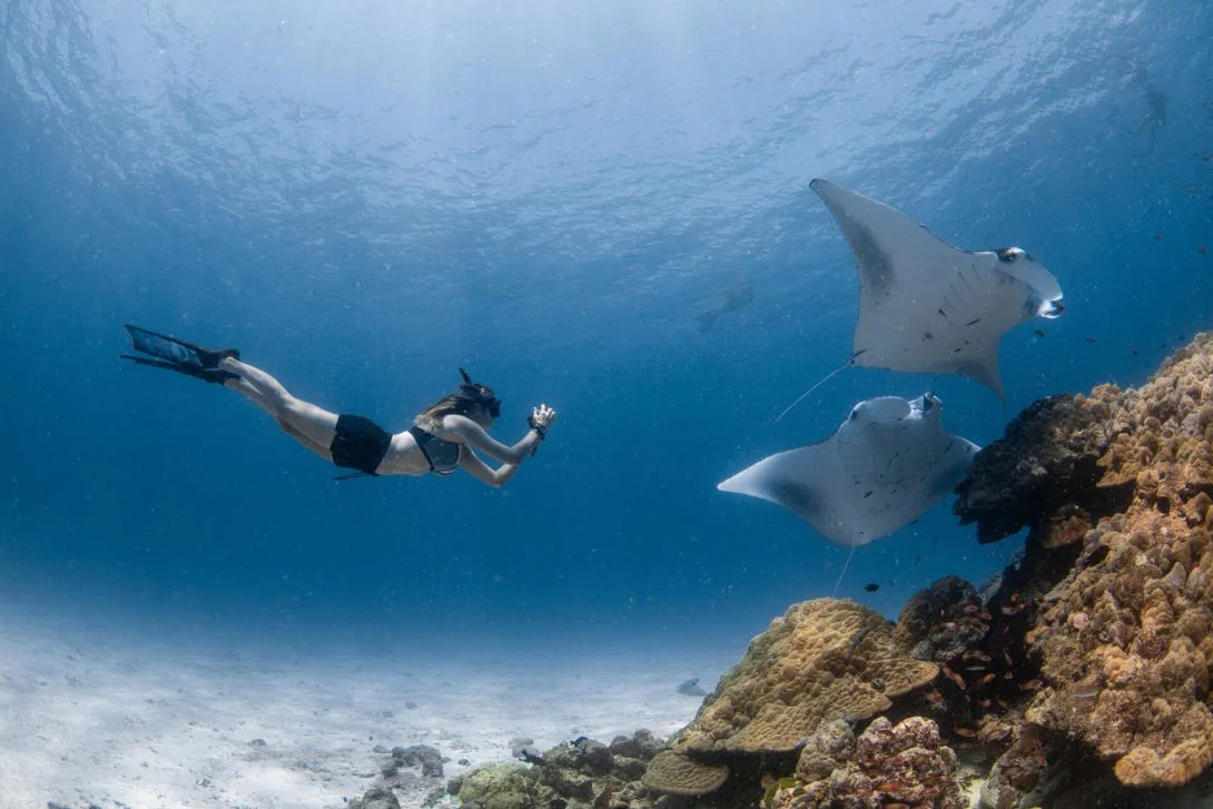 Snorkeller with manta rays Snorkeller with manta rays
