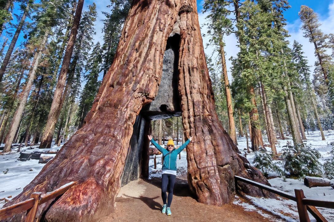 Travel Counsellor Katrina McMullan visited the giant trees in Mariposa Grove Travel Counsellor Katrina McMullan visited the giant trees in Mariposa Grove