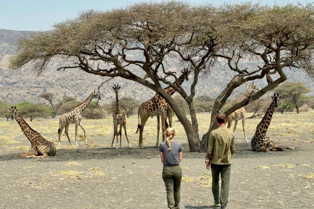 Walking with giraffes