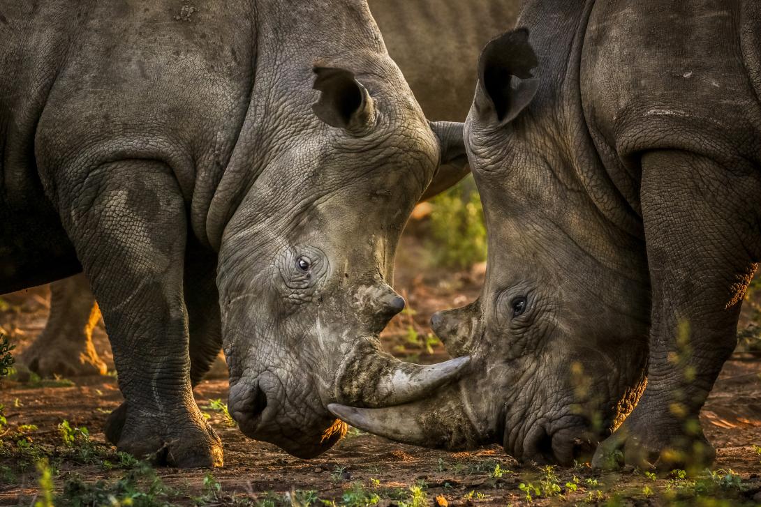 (credit: Riviera Travel / Adobe Stock Two white rhinos fighting each other