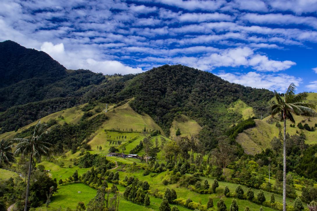 Valle de Cocora