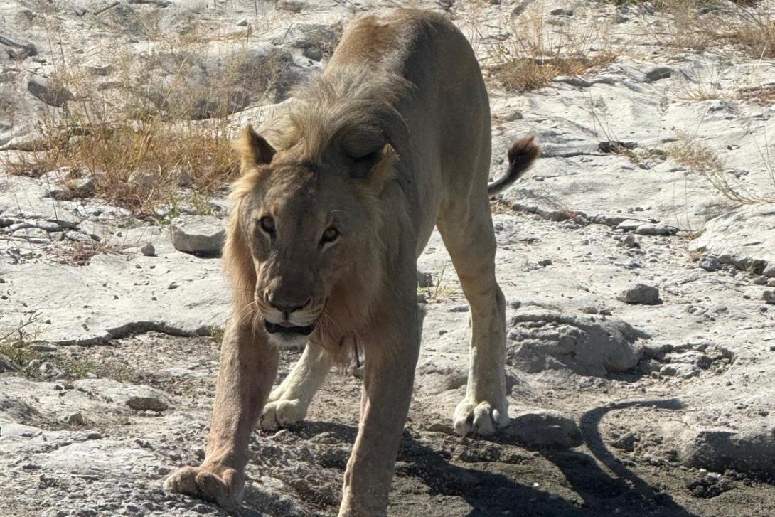 Lion in Etosha