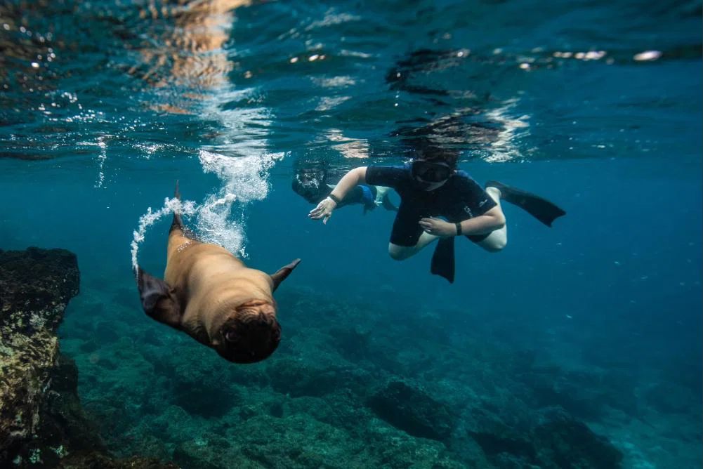 (credit: Metropolitan Touring) A person snorkelling underwater with a sea lion