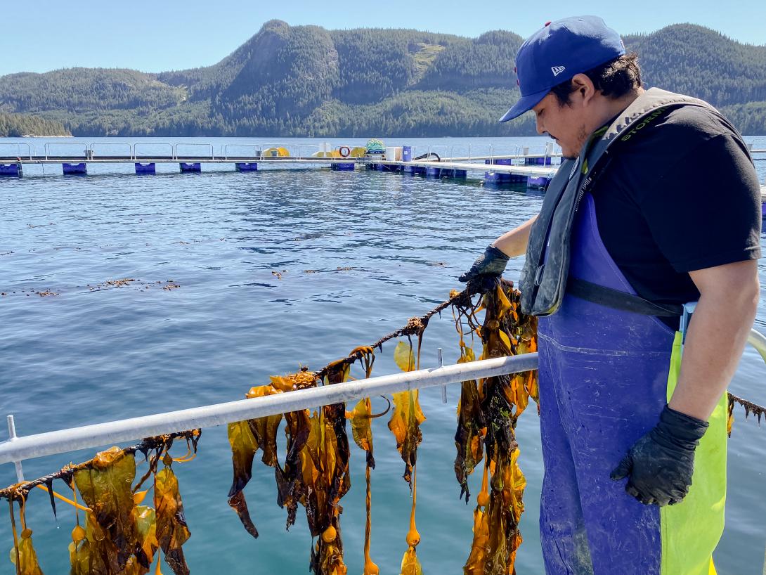 Coastal Kelp