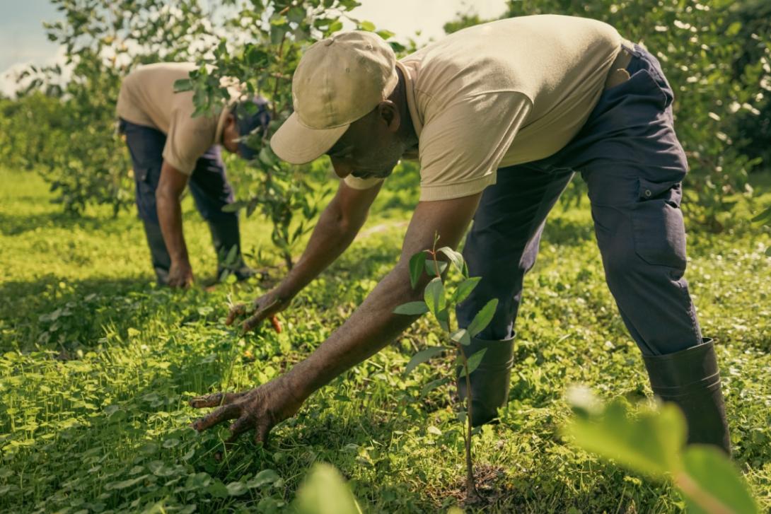 (credit: Iberostar) People planting crops