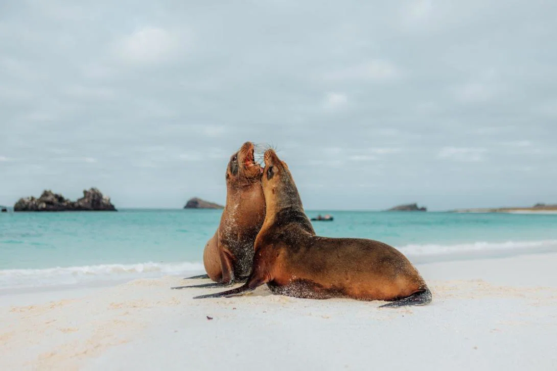 (credit: Metropolitan Touring) sea lion on white sand beach