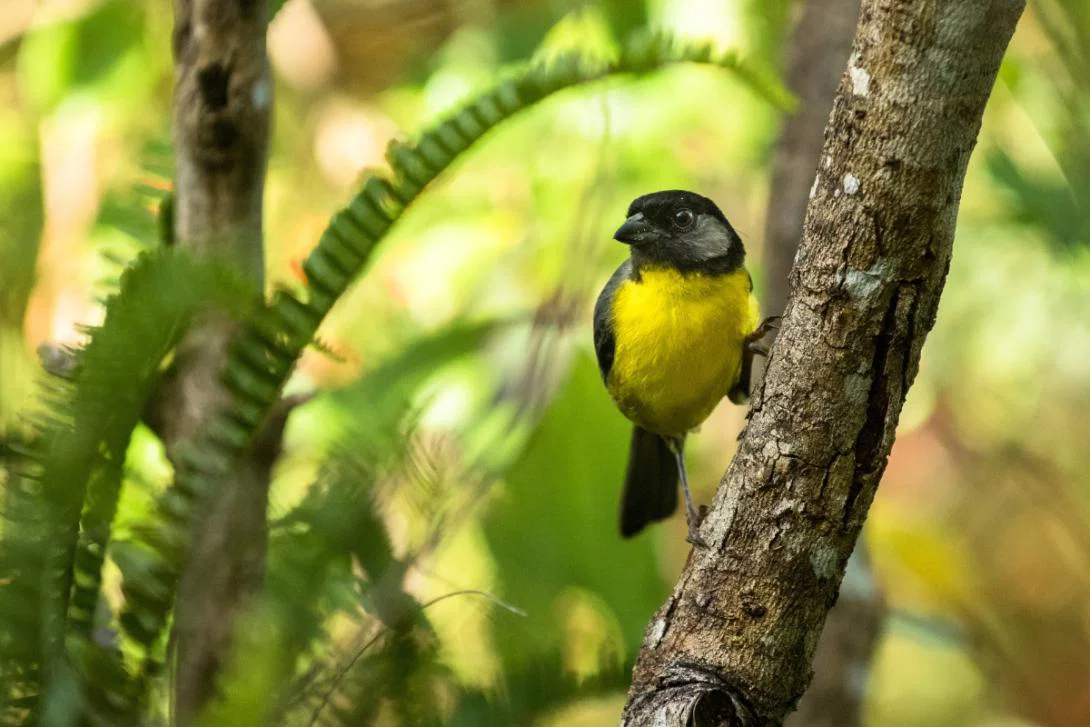 Credit: ProColombia Close-up of a small bird with yellow belly standing on a tree