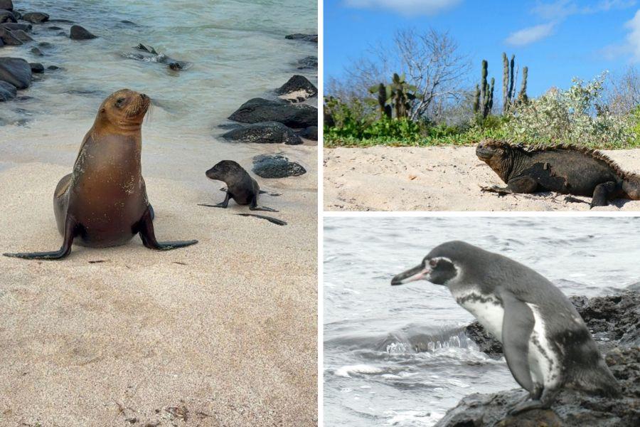 Wildlife photographed by Jess Trickett during a Galapagos cruise – iguana, seal and penguin Wildlife photographed by Jess Trickett during a Galapagos cruise – iguana, seal and penguin