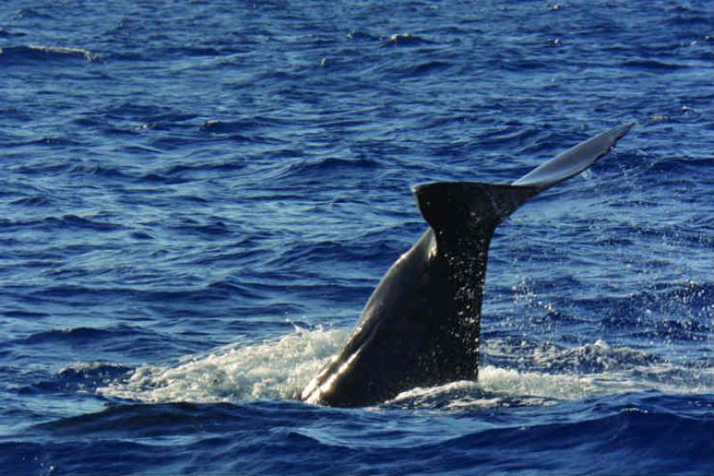Whale-watching capital