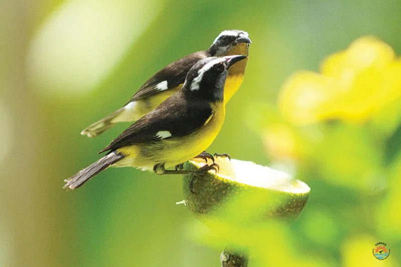 Birdwatching hotspot