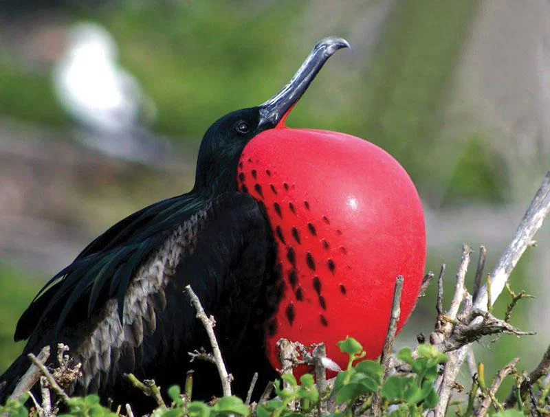 Wildlife experiences