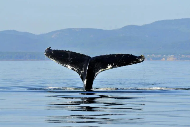 Quirky safaris in Quebec