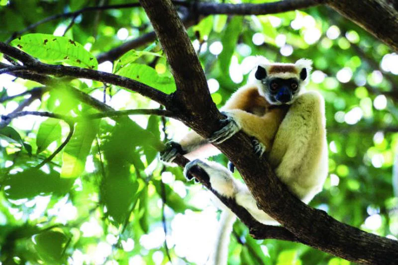 Meet Madagascan wildlife