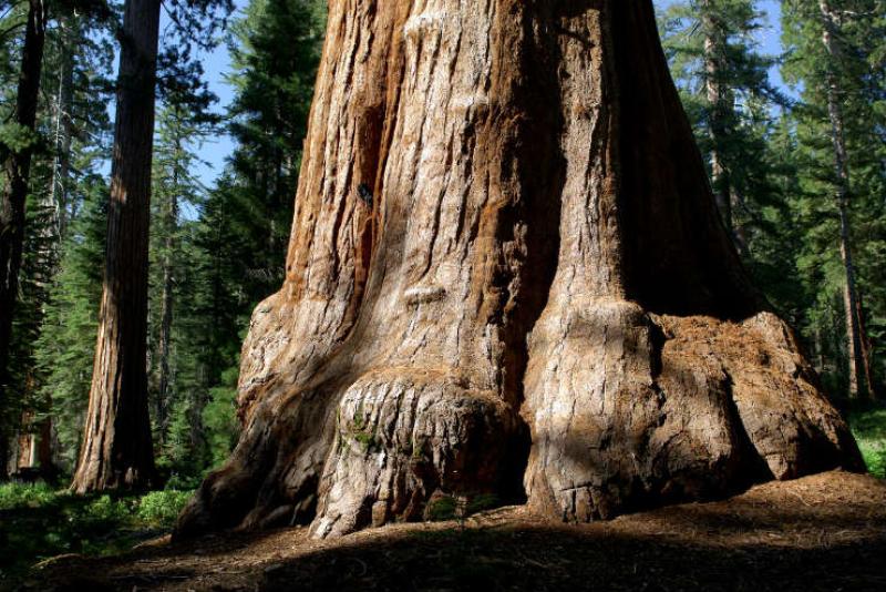  Mariposa Grove