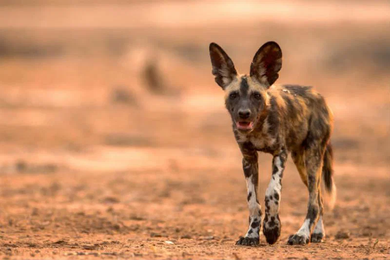 Wildlife