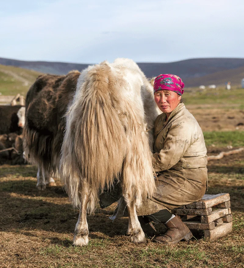 Milking a yak in Mongolia