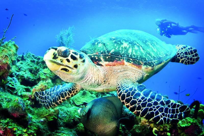 The inside track on the Cayman Islands' eclectic tourism offering