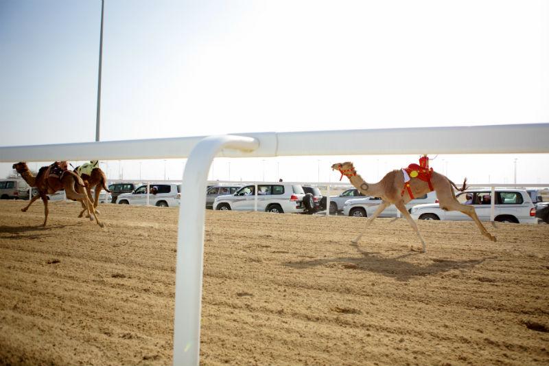 Camel racing in Qatar