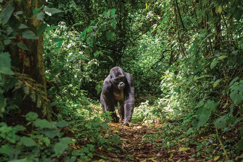 Ugandan gorilla walking in the jungle