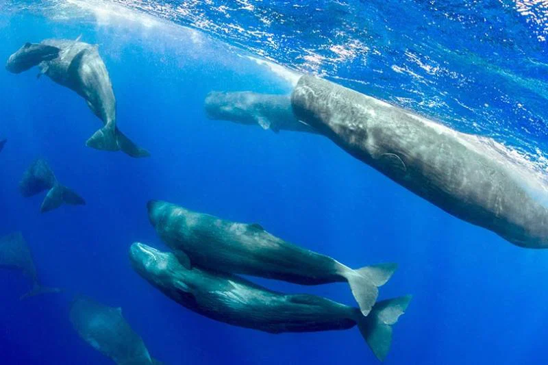 4. Marine life sightings abound