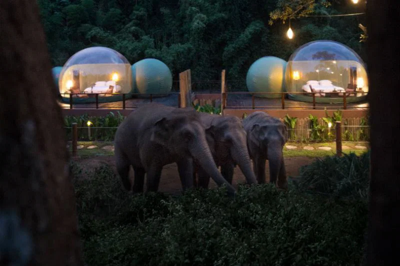 Guests can also use the Jungle Bubbles to stargaze