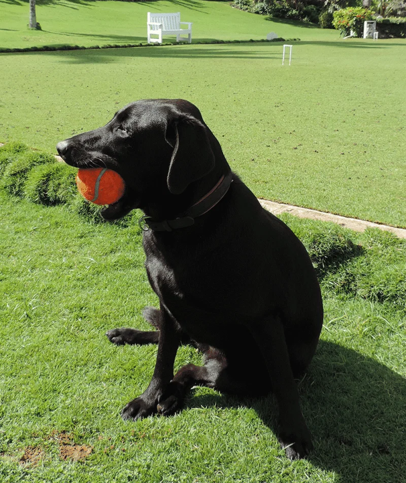 Shadow, Jamaica Inn's labrador, is playing a starring role on webcasts