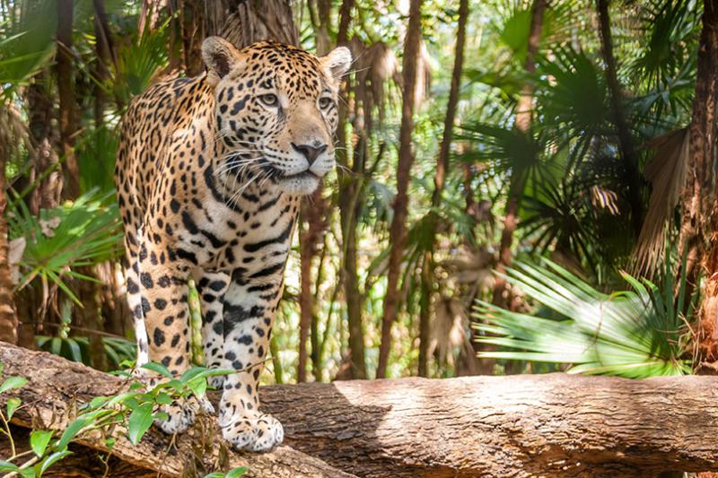 Jaguars are among the spectacular wildlife of Latin America