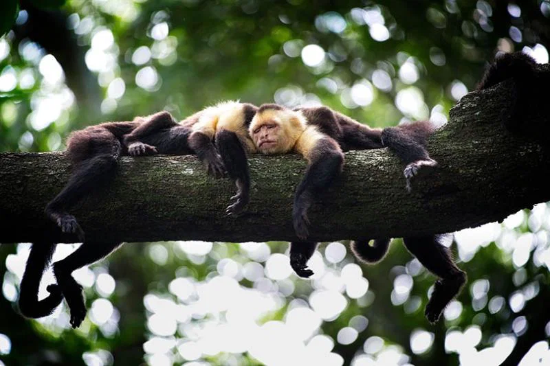 2. Monkeys