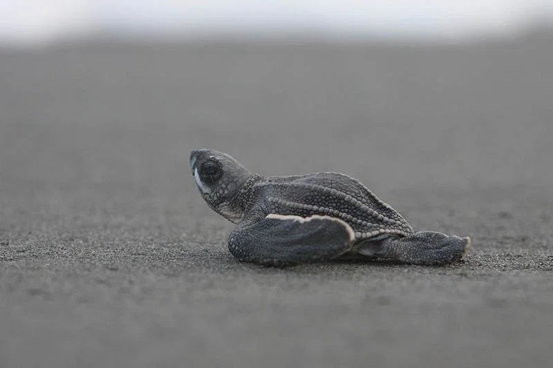4. Turtles