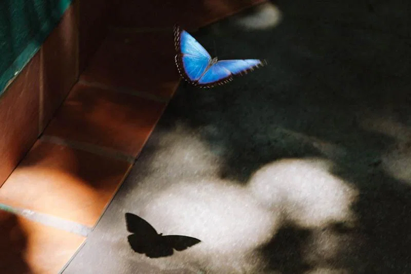 6. Butterflies