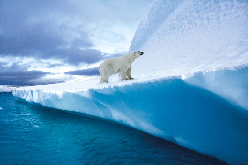 Polar-bear-in-the-Arctic.gif