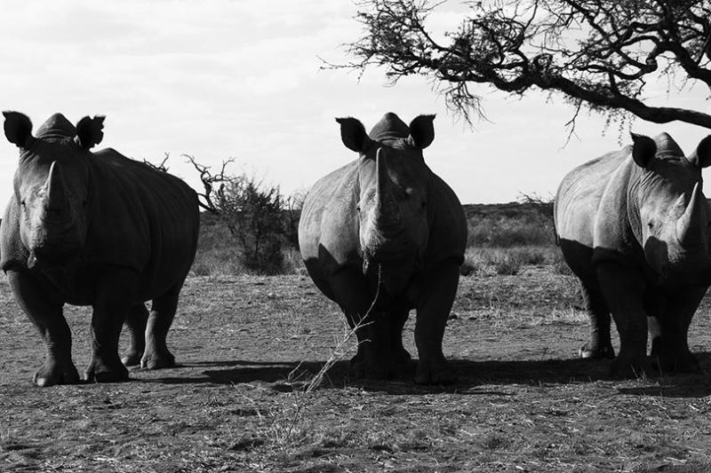 Rhinos protected by the anti-poaching unit on Zannier Reserve