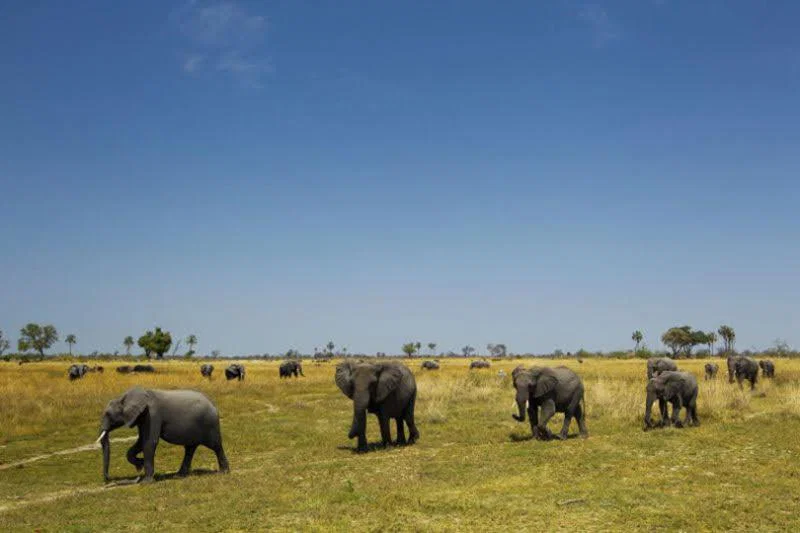 Selinda Explorers Camp, a base for many conservation initiatives
