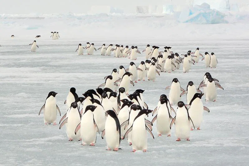 Black Tomato launches one-off Antarctic eclipse trip